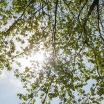 Re-Tree YYC workshops